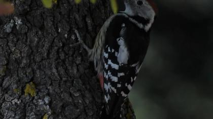 Middle Spotted Woodpecker