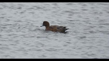 Eurasian Wigeon