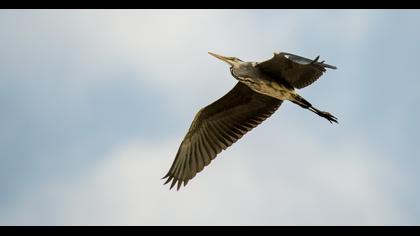 Grey Heron