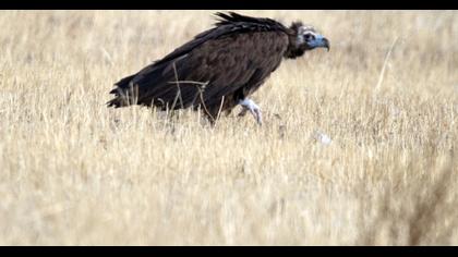 Cinereous Vulture
