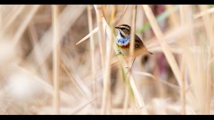 Bluethroat