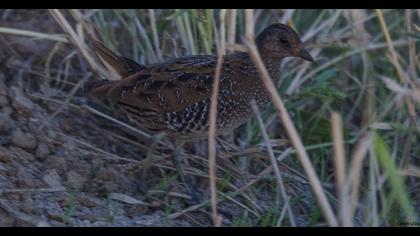 Spotted Crake