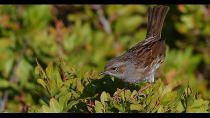 Dunnock