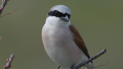Red-backed Shrike