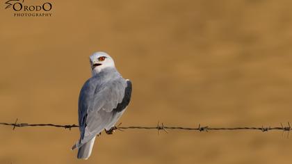 Black-winged Kite