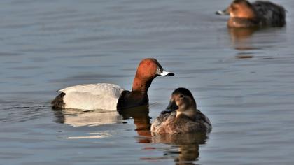 Common Pochard