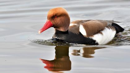 Red-crested Pochard
