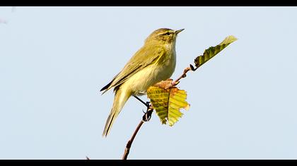 Common Chiffchaff