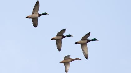 Mallard