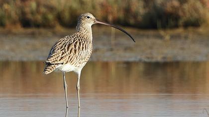 Eurasian Curlew