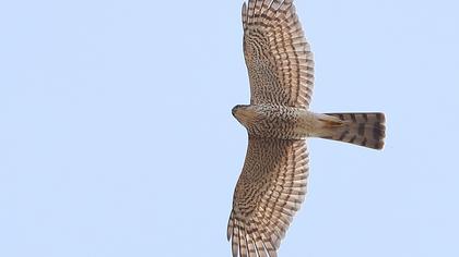Levant Sparrowhawk
