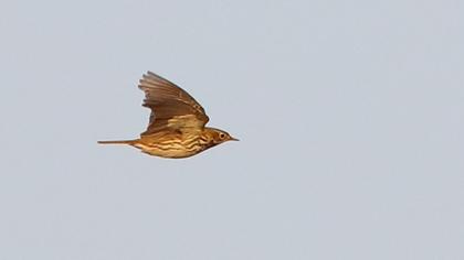 Red-throated Pipit