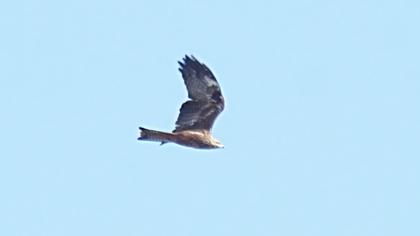 Black Kite