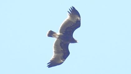 Greater Spotted Eagle