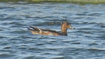 Eurasian Wigeon