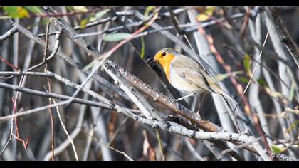 European Robin