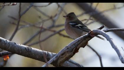 Common Chaffinch