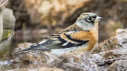 Brambling