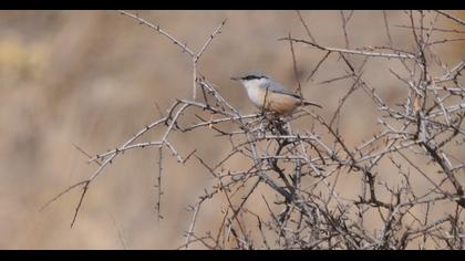 Western Rock Nuthatch