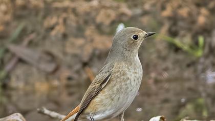 Common Redstart