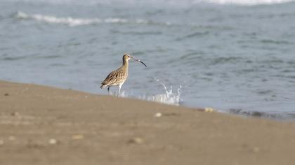 Eurasian Curlew
