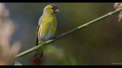 Eurasian Siskin