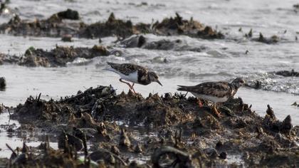 Ruddy Turnstone