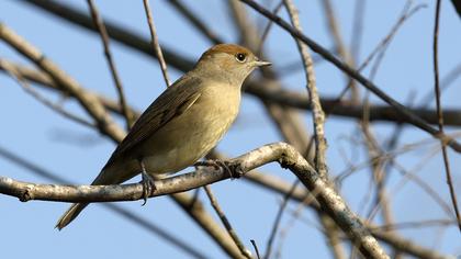 Eurasian Blackcap