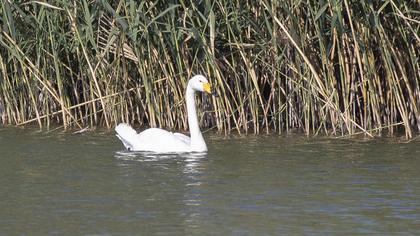 Whooper Swan