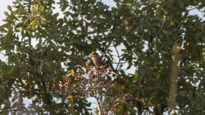 Hawfinch