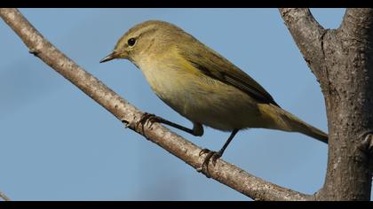 Common Chiffchaff