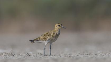 European Golden Plover