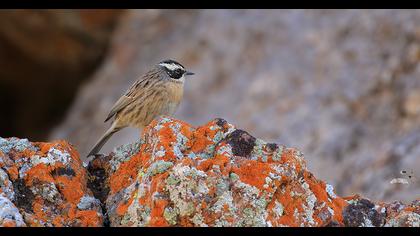 Radde`s Accentor