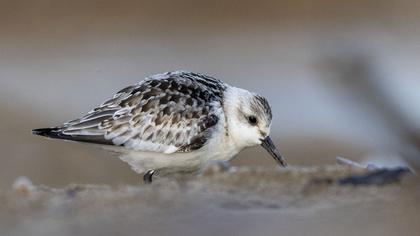 Sanderling