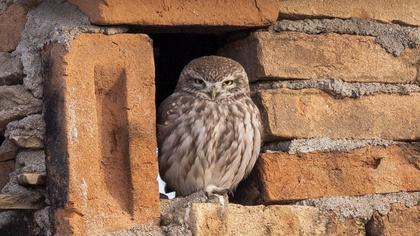 Little Owl