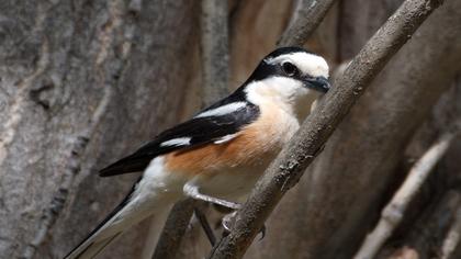 Masked Shrike