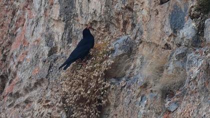 Red-billed Chough