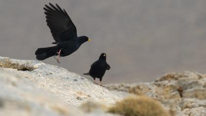 Alpine Chough