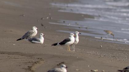 Lesser Black-backed Gull