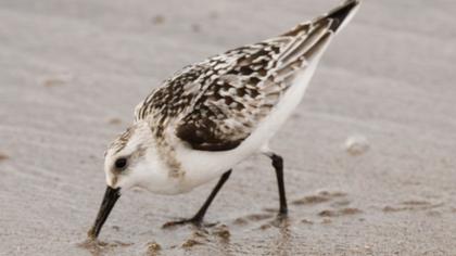 Sanderling