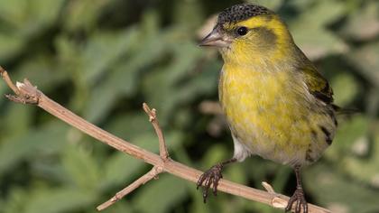 Eurasian Siskin