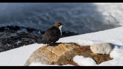 White-throated Dipper