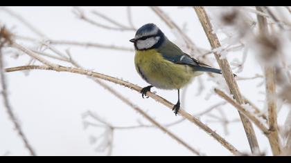 Eurasian Blue Tit