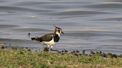 Northern Lapwing