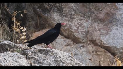 Red-billed Chough