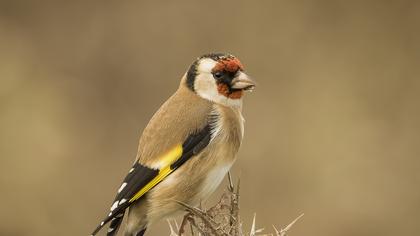 European Goldfinch