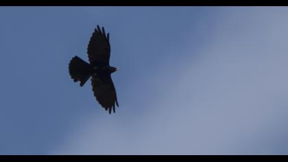 Alpine Chough