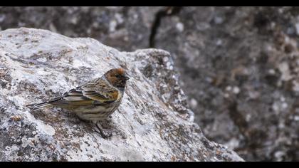 Red-fronted Serin