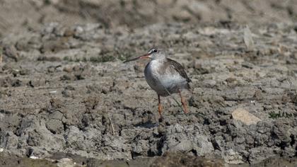 Spotted Redshank