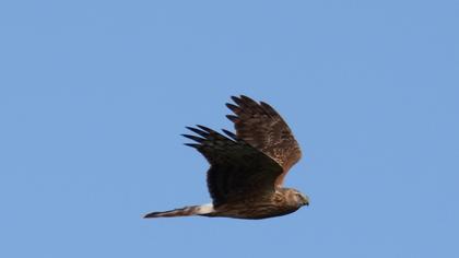 Hen Harrier